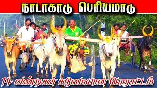 நாடாகாடு பெரியமாடு 19/01/2026#krish_studio_kattumavadi