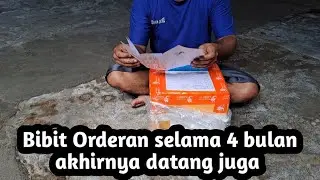 Bibit Sawit Unggul ppks akhirnya datang juga orderan selama 4 bulan