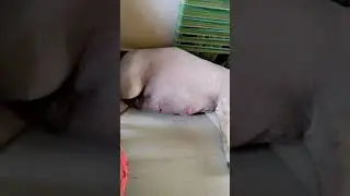 63 days pregnancy Labrador dog Lucy today delivery 🐶#youtubeshorts #shortsvairalvideo