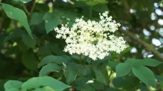 Educational videos on nature (Common Elder flowers) - May 2017