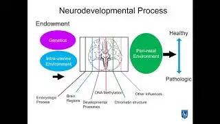 Translational Research on Biomedical Interventions for Autism