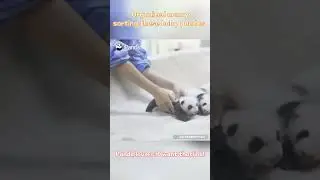 My Next Job: Sorting Baby Pandas By Size | iPanda #shorts