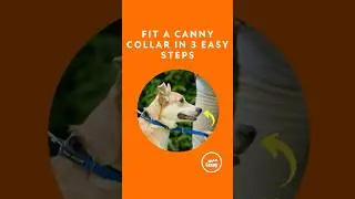 How to Fit a Canny Collar in 3 Easy Steps 🐾 | Stop Your Dog Pulling on the Lead