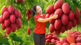 TIMELAPSE - Harvesting 1000+Kg Red Mango Goes To Market Sell | Diem - Free Bushcraft