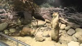 Museum of Natural History in Paranesti