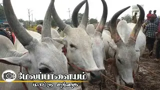 Melapalayam mattu santhai | மேலப்பாளையம் மாட்டு சந்தை