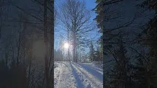 Footsteps in the snow #relaxing  #wandernmithund #nature #snow #forest