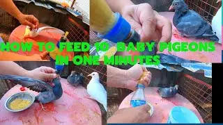 HOW TO HAND FEED BABY PIGEON,THE EASIEST WAY,IN ONE MINUTE 10 BABIES