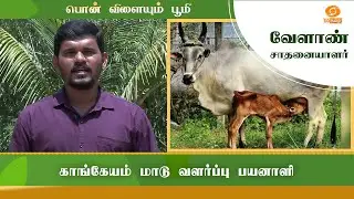 Kangeyam Cattle Farmer Beneficiary | Successful Farmer #farming #farm