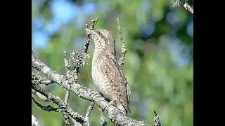 Vendehals - Eurasian Wryneck (Jynx torquilla)