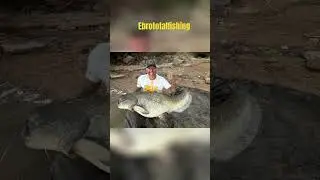 #catfishcatching #fishing #ebrototalfishing #meerval#catfishing