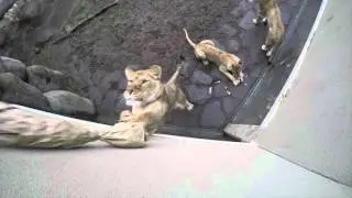 Leaping Lions mega cat toy