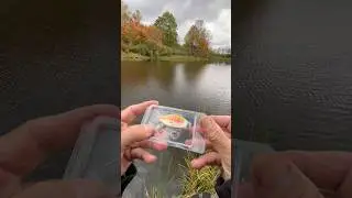 Cheap Amazon Mini Glide Bait #bassfishing