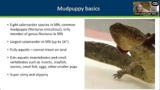 143 You caught what! Mudpuppies of MN 20231220