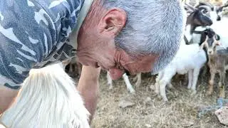 Il pastore e la transumanza