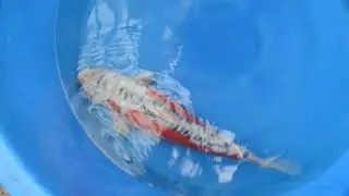 Shusui - Tomezo - Kodama Koi