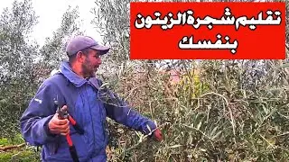 كفاش تزبر شجرة الزيتون لضمان منتوج جيد ووفير