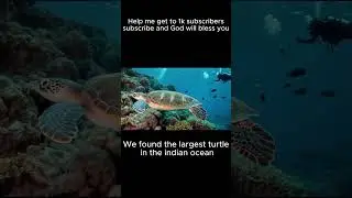 The largest turtle in the indian ocean #oceanmystery  #deepseaexploration #marinelife #scuba