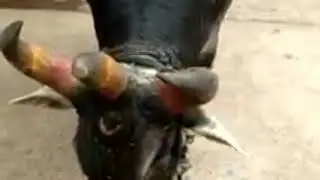 3 HORNS ........COW.