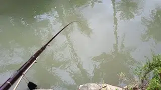 Nutul Nilem air tenang //plung nyut//mancing nilem