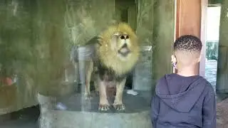 San Diego Zoo! rawr. 🦁 #lion #roaring