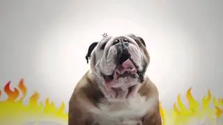 SmartHeart Dog - TVC v2015