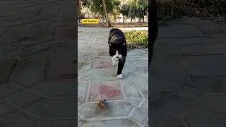Cat fashion, Real cat walk street cat 🐈 #cat #funny #streetcats
