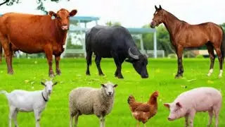 Compilation of Farm Animal Sounds: Donkey, Camel, Duck, Goose, Rooster, Ox, Mule - Farm Animal Video