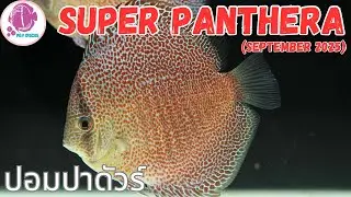 Super Panthera @PandYDiscusFarm (ปลาปอมปาดัวร์)