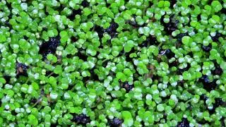 cara menanam carpet seed hairgrass tanpa pupuk tanpa bakteri starter hanya menggunakan pasir malang