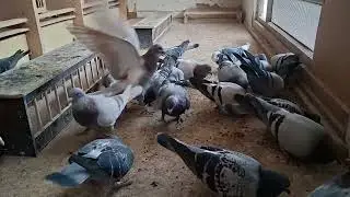 #Loft #Flugtauben#Jan Theelen ##Gebr.Kuijpers #Jan Ernest #Marathon #Pigeons #birds 