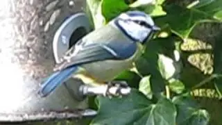 Blue Tit and Goldfinch ~ Birds of Britain ~ simbirdcom videos