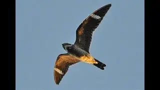 Flight of the Nighthawk