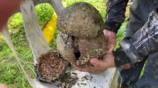 Split Cocotech colony May 2025