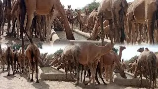 Beautiful Female Camel Drinking Water in the Desert | Peaceful Desert Life