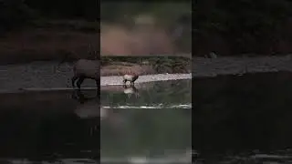 Bull elk bugling