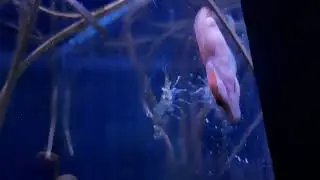 Connemara Clingfish (Lepadogaster candolii)