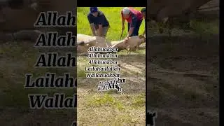 Selamat Hari Raya Haji guys #aidiladha #korban #lembu sado #pengorbanan #selamathariraya #1444H