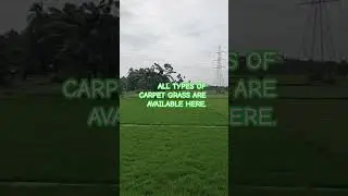 Kolkata Grass Nursery# Lawn Grass# Carpet Grass#Grass Nursery west Bengal#Natural Grass  wholesaler