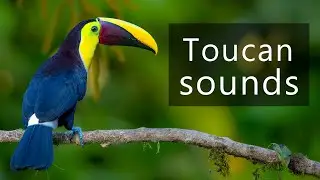 The sounds of toucans
