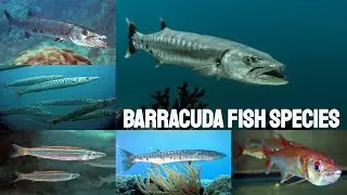 All Barracuda fish species/Complete list of barracuda species/types of Baracuda.