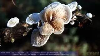 Crepidotus (Crepidotus variabilis)-