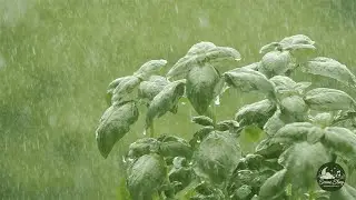 Rainfall Soundscape for Sleep & Relaxation 🌙 &ndash; Natural Ambient Rain Loop