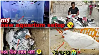 I made a new aquarium today😲চটিয়ালের বাচ্চাটা খুব অসুস্থ😭#myworld #petsvlog