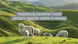Examining the host-microbe interactions in sheep with induced colitis