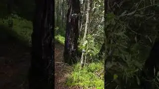 4K, Coochiemudlo Island, Greater Brisbane, Compilation, Mangrove Track Walk