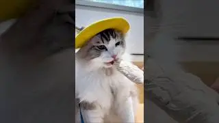 Cute Cat Wearing Hat | Funny Cat Eating Moment 🐱😂 | Adorable Cat Short Video