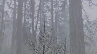 POWELL BUTTE NATURE DOCUMENTARY