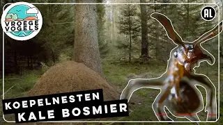 Kale bosmieren tussen de naaldbomen   | TV | Vroege Vogels