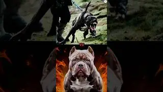 Bandog vs American bully Protection, height, bite force, weight, lifespan comparison #dogs #breeds